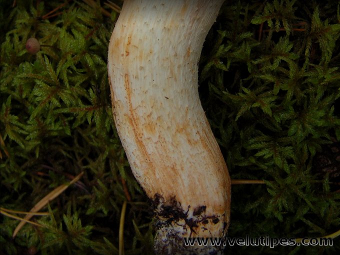 Tricholoma stans