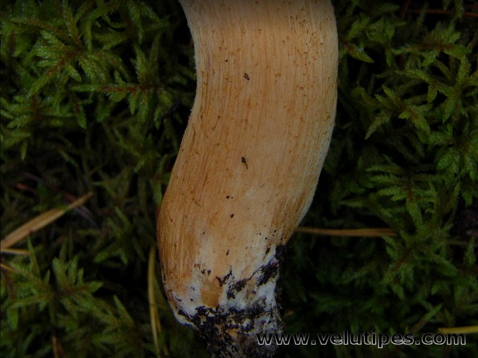 Tricholoma stans