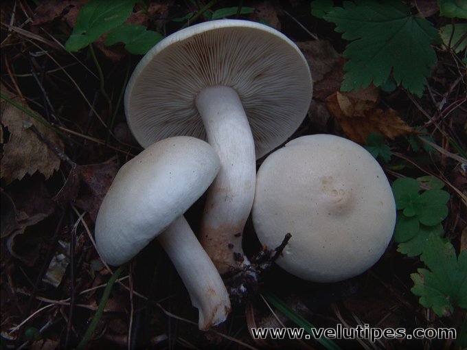 Tricholoma stiparophyllum