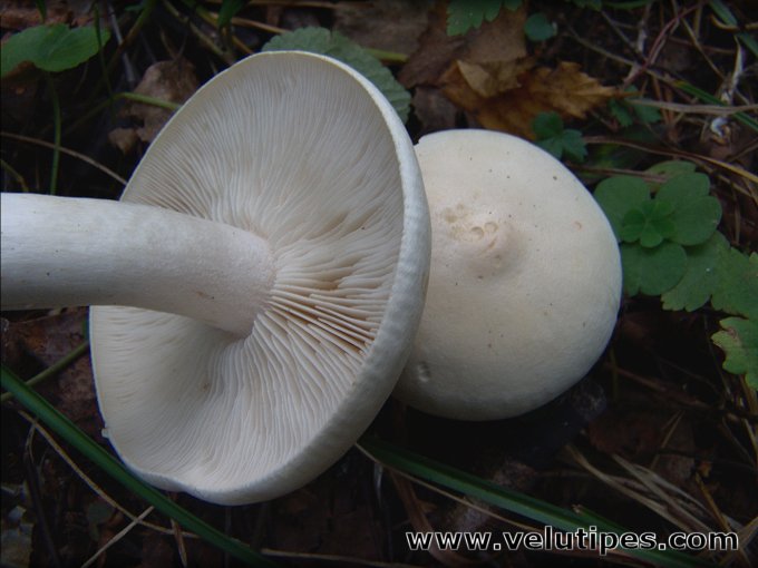 Tricholoma stiparophyllum