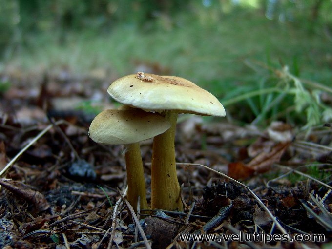 Tricholoma sulphureum