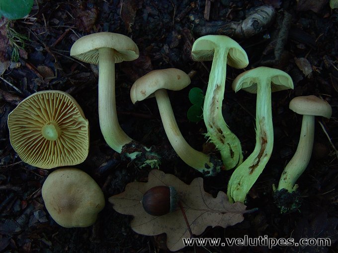 Tricholoma sulphureum