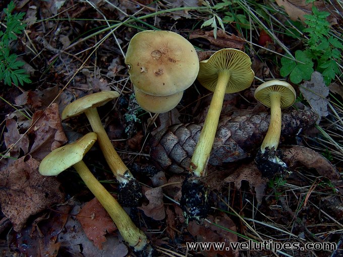 Tricholoma sulphureum