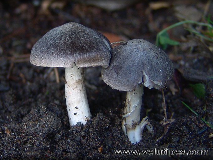  Tricholoma terreum 