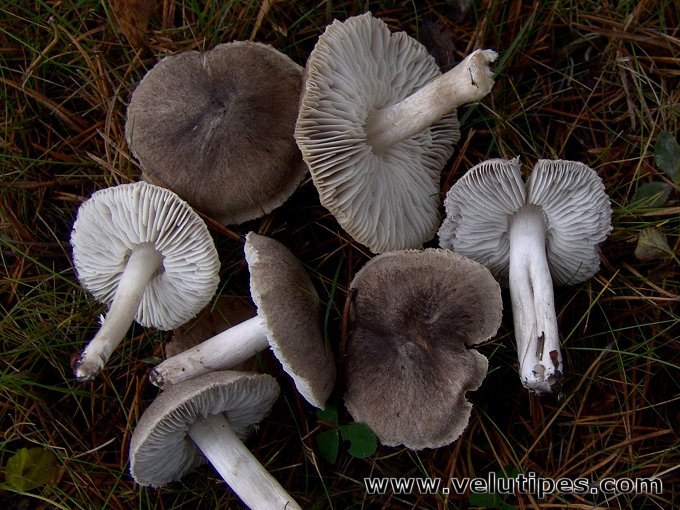  Tricholoma terreum 