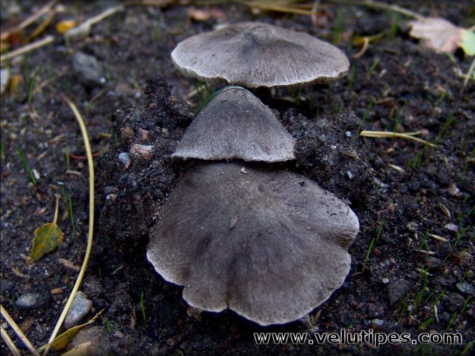 Tricholoma terreum