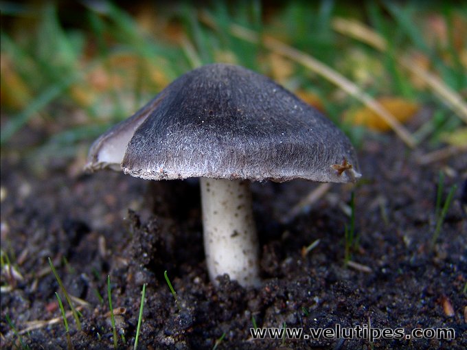 Tricholoma terreum