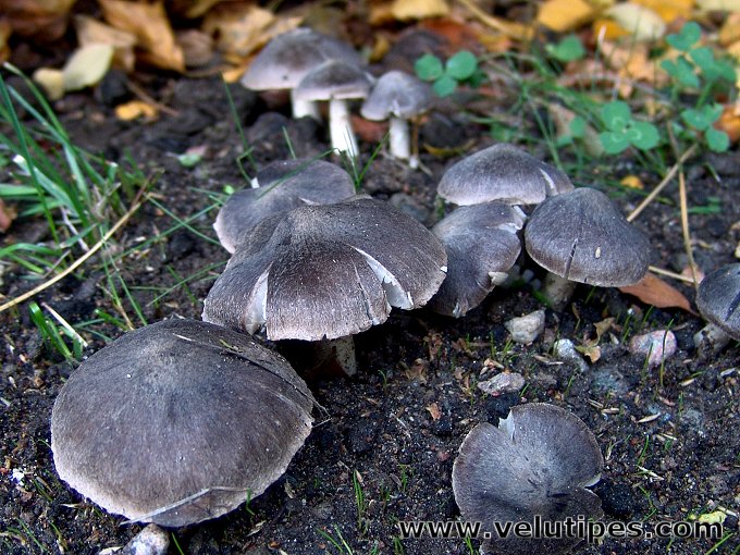 Tricholoma terreum