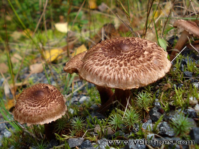 Tricholoma vaccinum