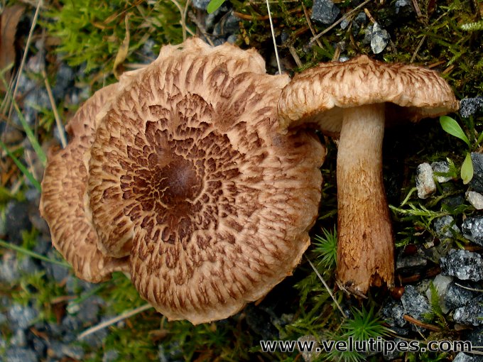Tricholoma vaccinum