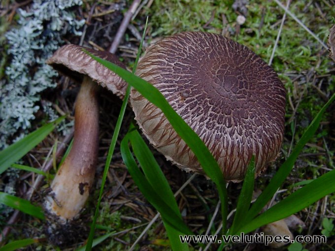 Tricholoma vaccinum