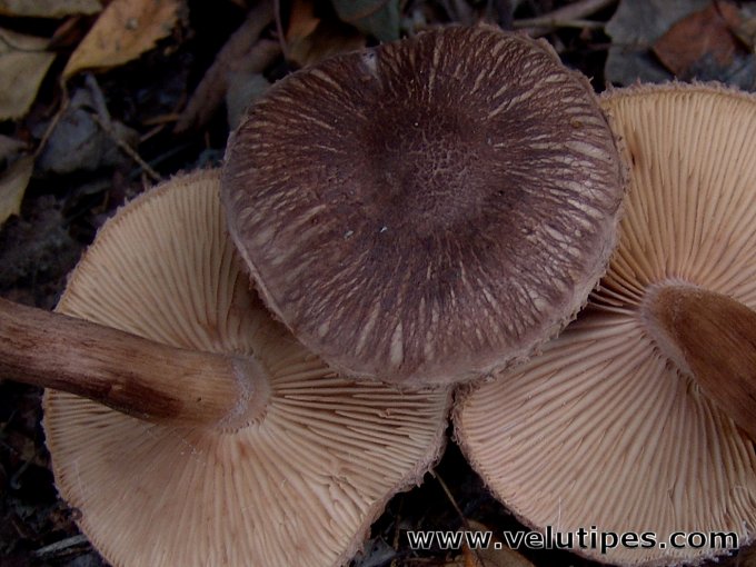 Tricholoma vaccinum
