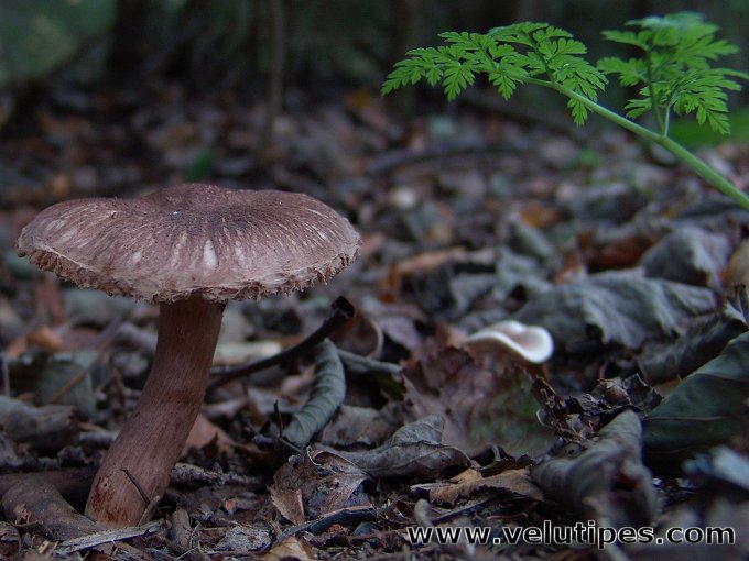 Tricholoma vaccinum