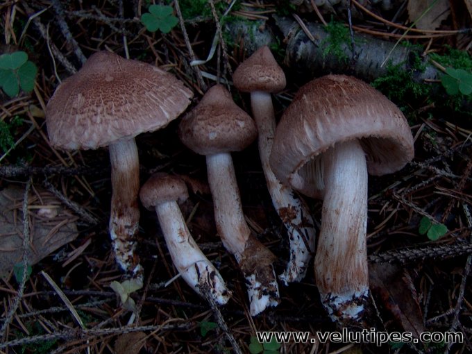 Tricholoma vaccinum
