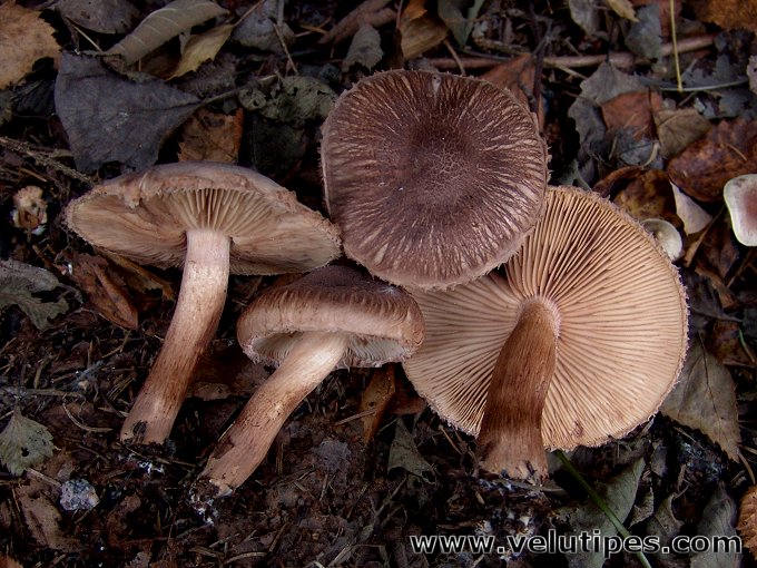 Tricholoma vaccinum