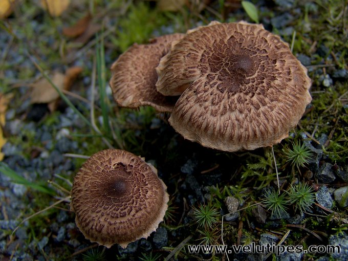Tricholoma vaccinum