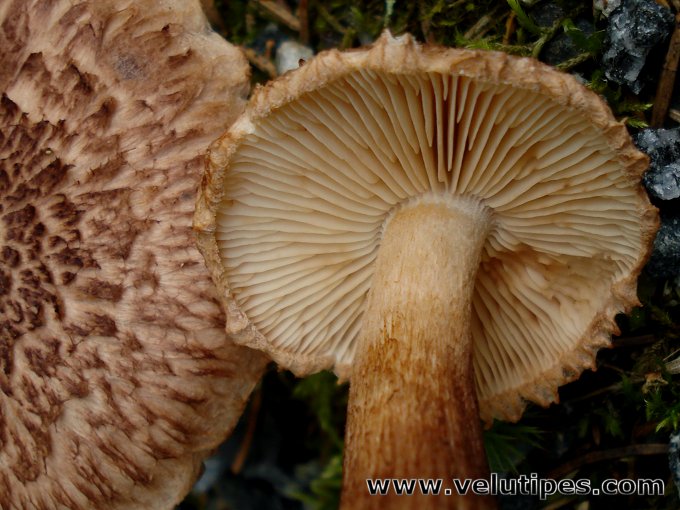 Tricholoma vaccinum