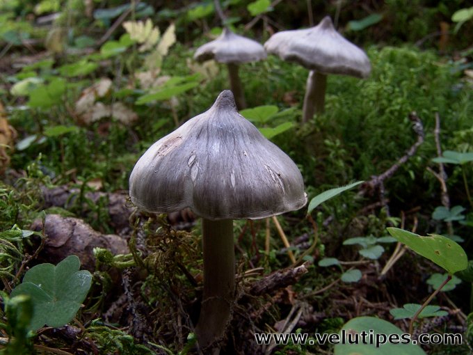 Tricholoma virgatum