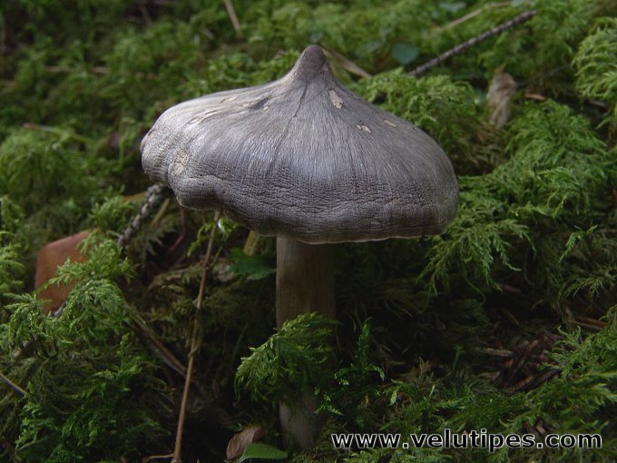 Tricholoma virgatum