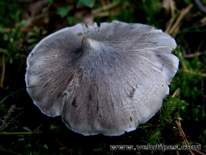Tricholoma virgatum
