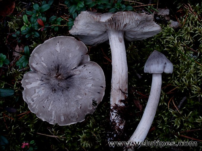Tricholoma virgatum