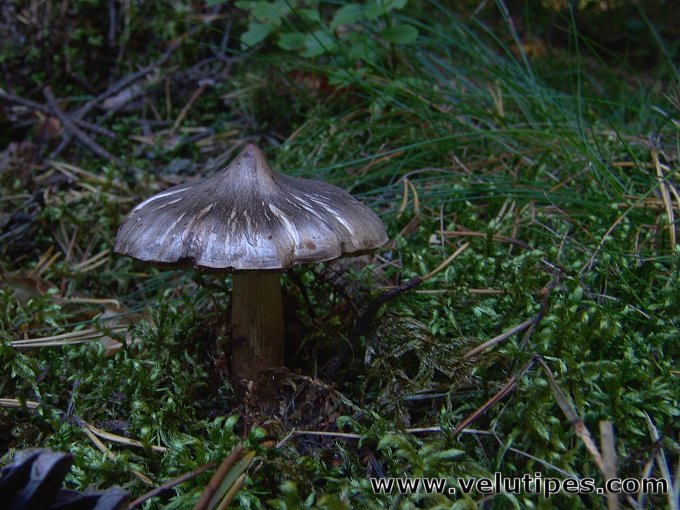 Tricholoma virgatum