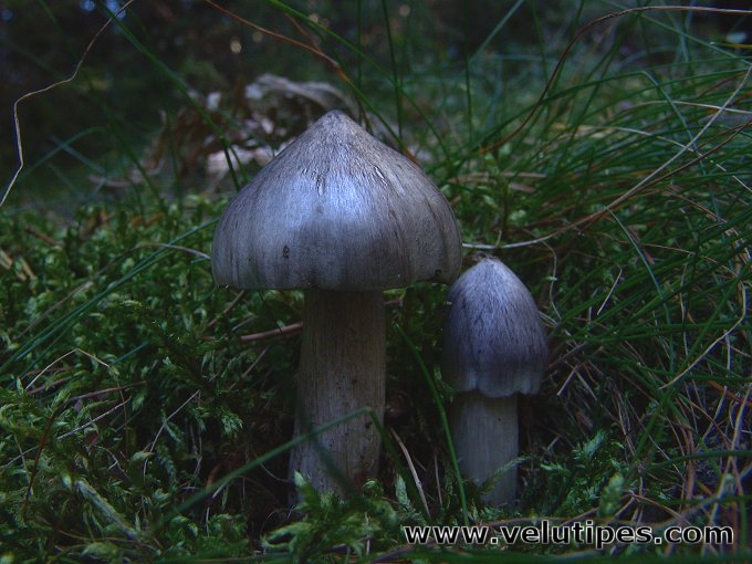 Tricholoma virgatum