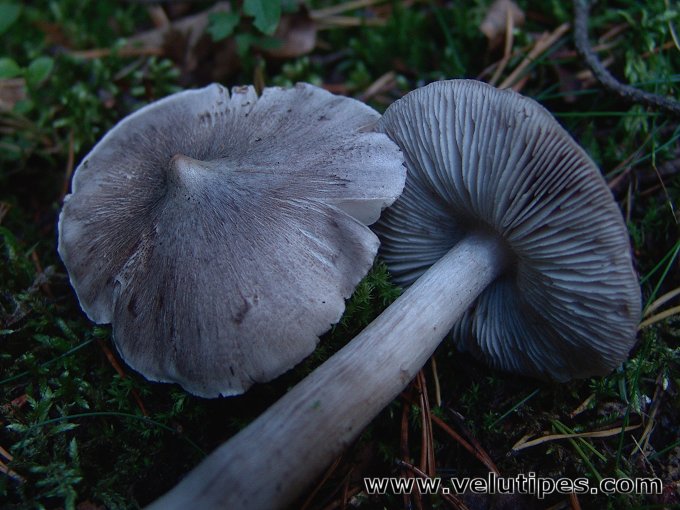 Tricholoma virgatum
