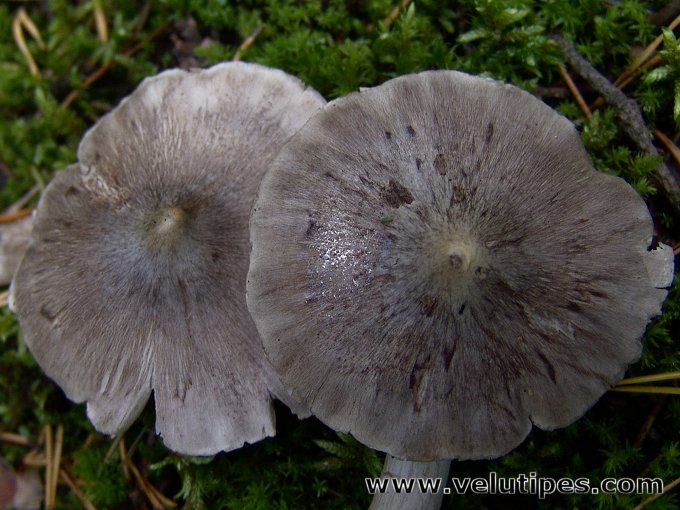 Tricholoma virgatum