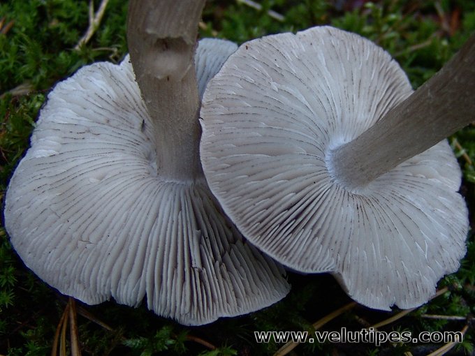 Tricholoma virgatum