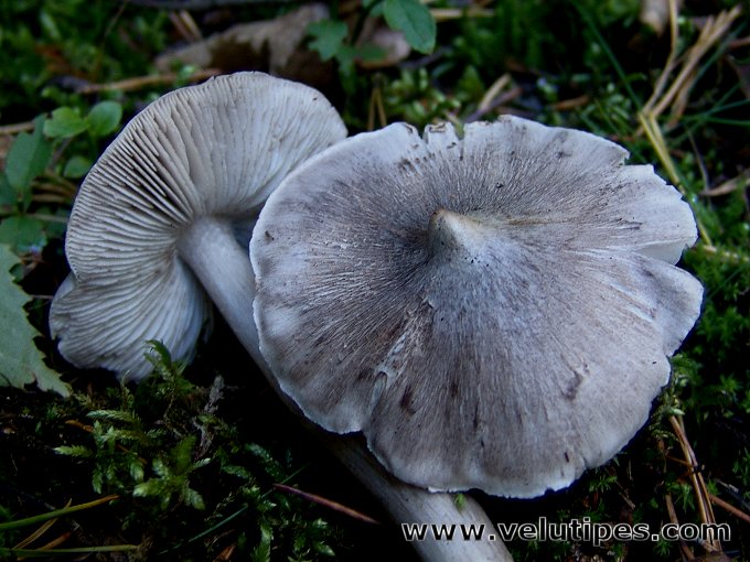 Tricholoma virgatum
