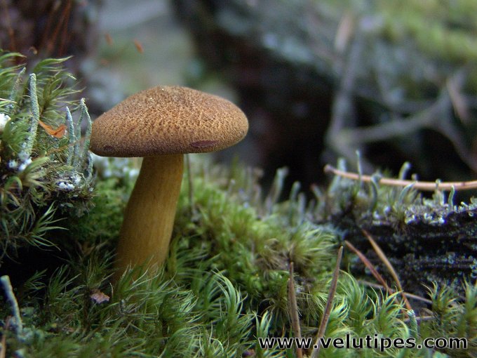  Tricholomopsis decora 
