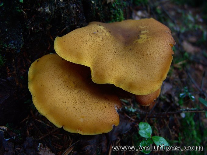 Tricholomopsis decora 