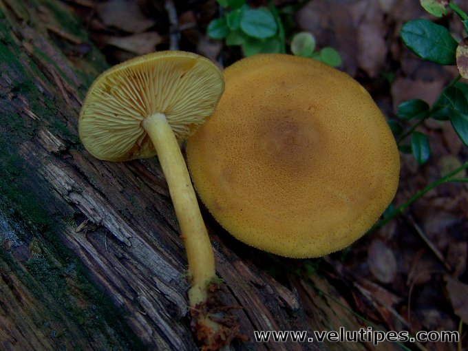  Tricholomopsis decora 
