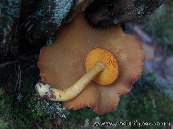  Tricholomopsis decora 