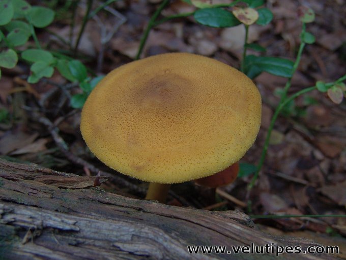  Tricholomopsis decora 