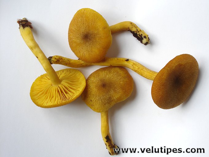  Tricholomopsis decora 