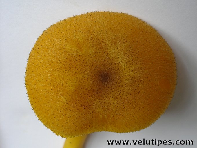  Tricholomopsis decora 