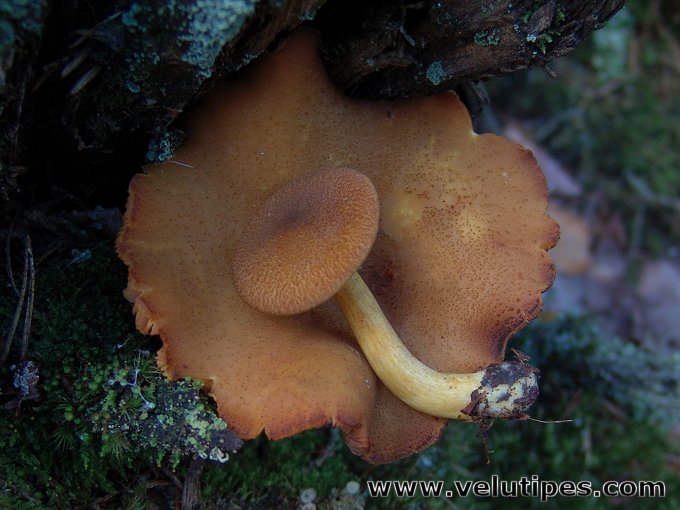  Tricholomopsis decora 
