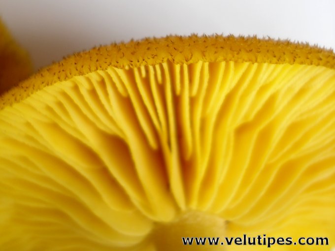  Tricholomopsis decora 