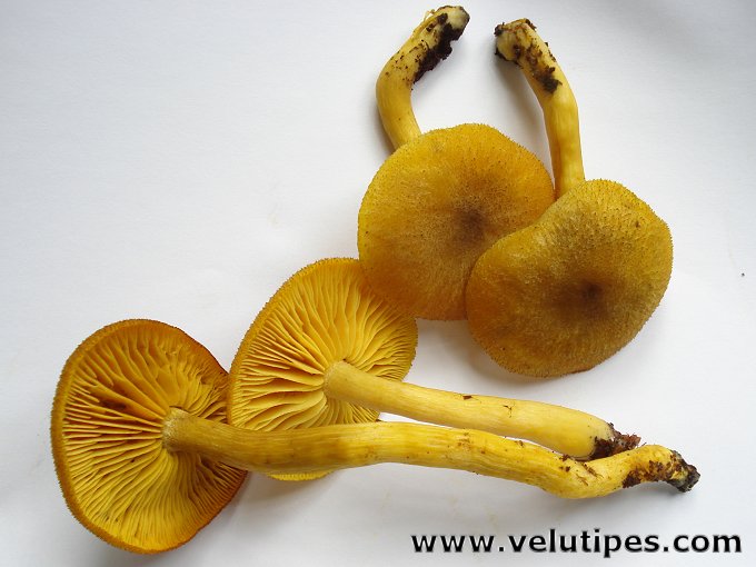  Tricholomopsis decora 