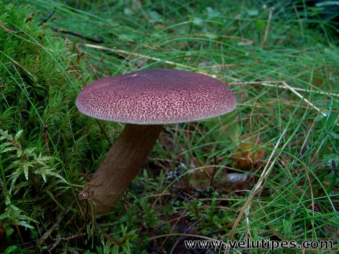 Tricholomopsis rutilans