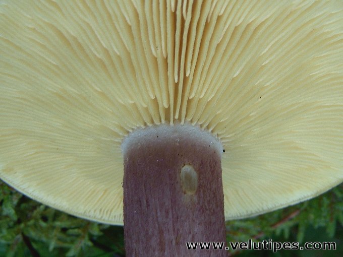 Tricholomopsis rutilans