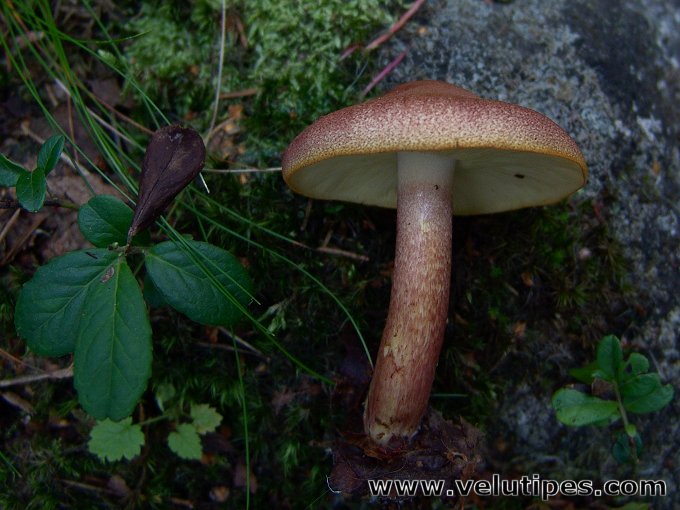 Tricholomopsis rutilans