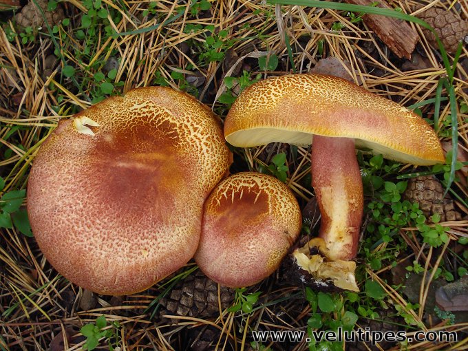 Tricholomopsis rutilans