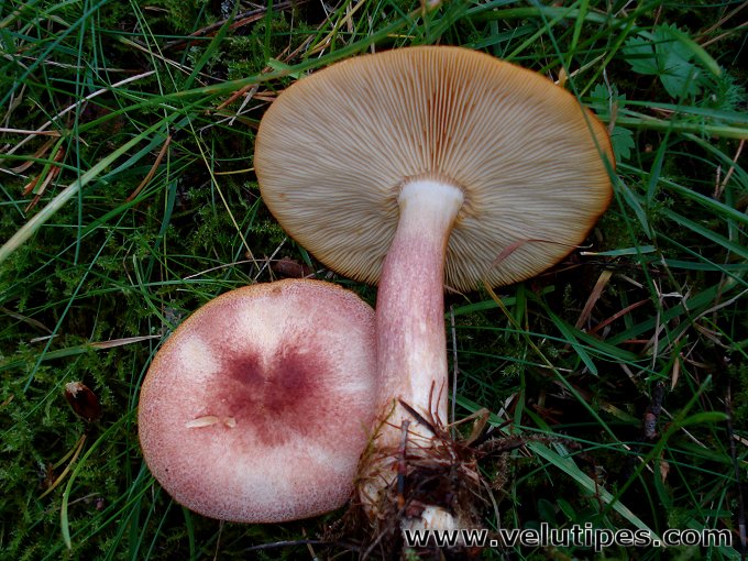 Tricholomopsis rutilans