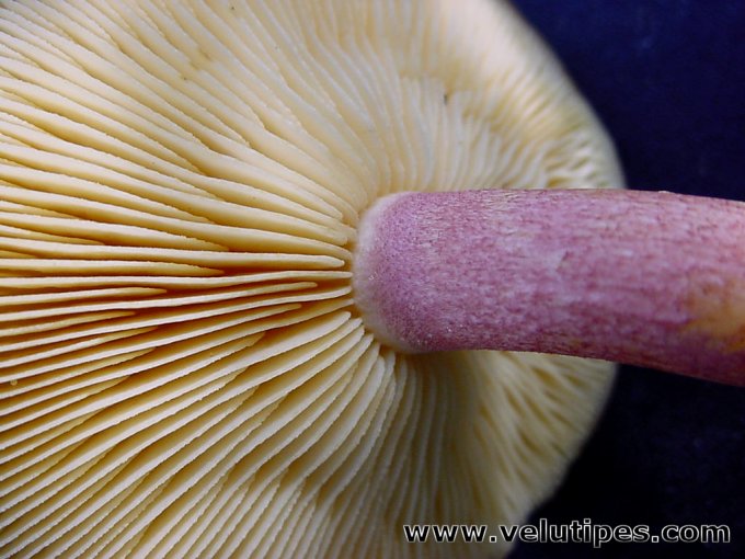 Tricholomopsis rutilans