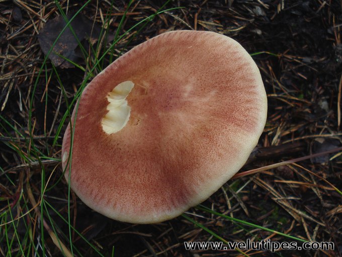 Tricholomopsis rutilans