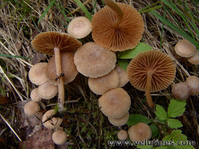 Tubaria conspersa, valjulaholakki Natural Fungi in Finland