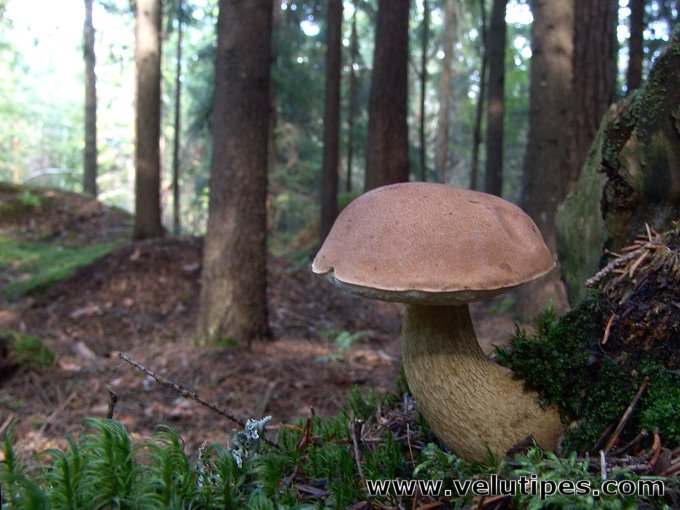 Tylopilus felleus